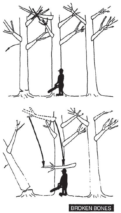 fallen tree branch drawing