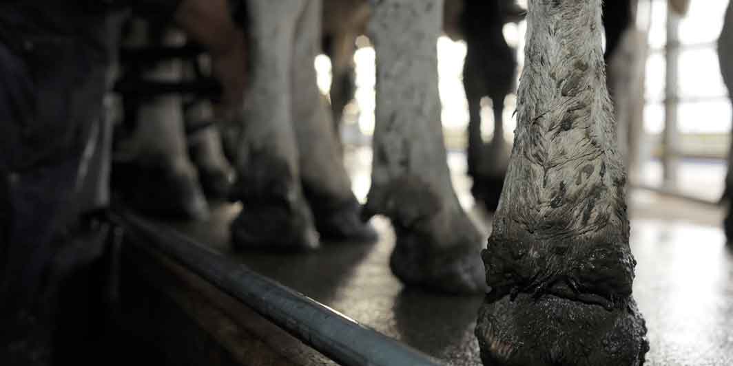 Prevention and control of leptospirosis