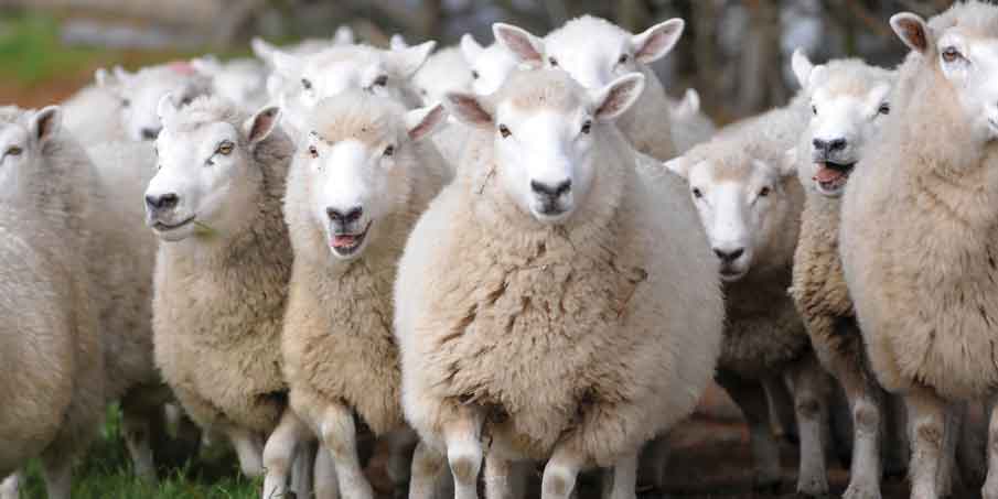 Working with sheep | WorkSafe