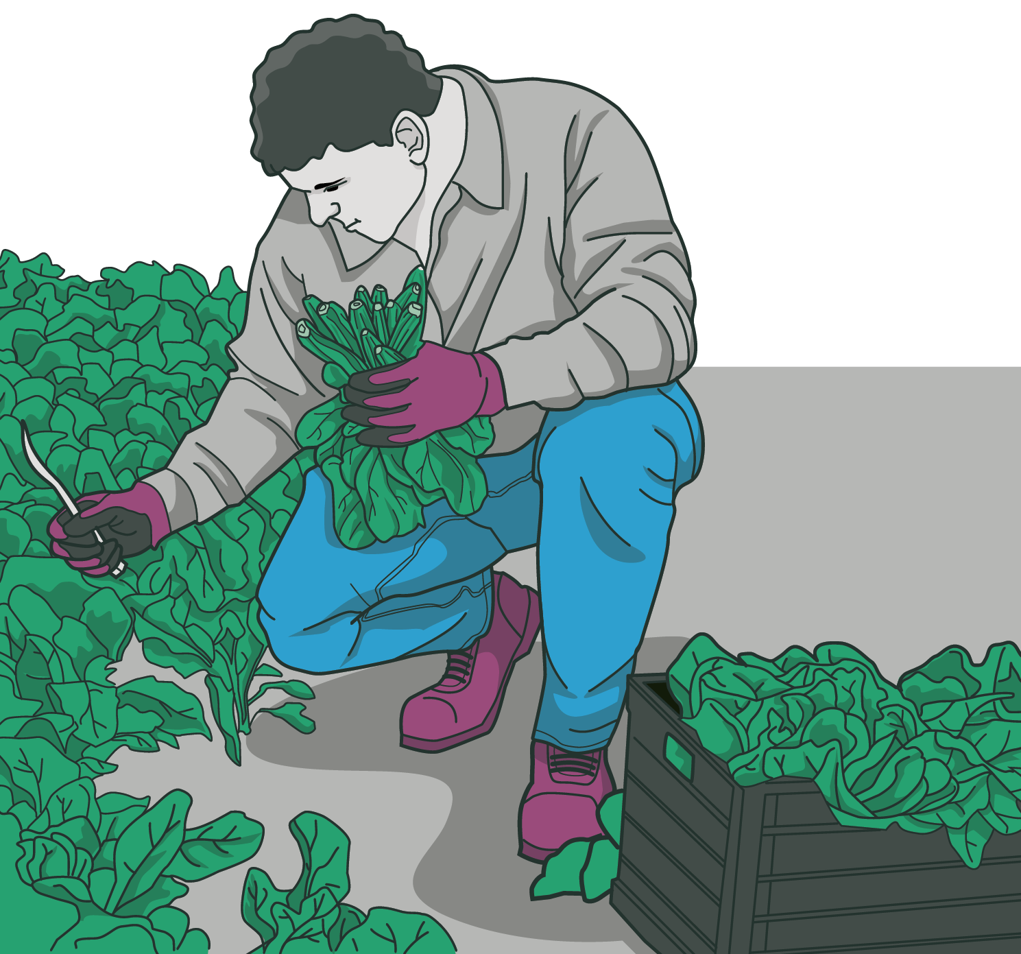 [image] Person picking vegetables at ground level wearing a long-sleeved top, safety gloves, long trousers and safety boots.